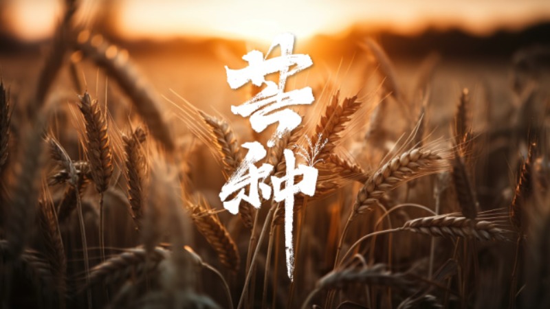 文化中國行·詩意節(jié)令｜芒種：風吹麥成浪　靜待稻花香